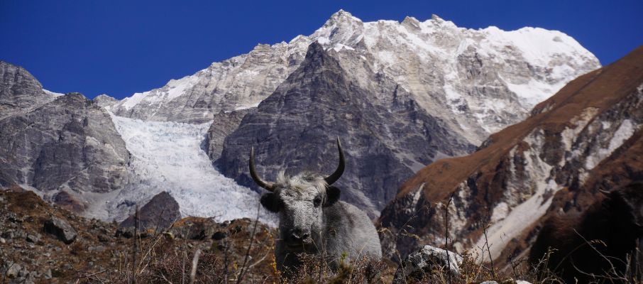 Langtang Valley Trek